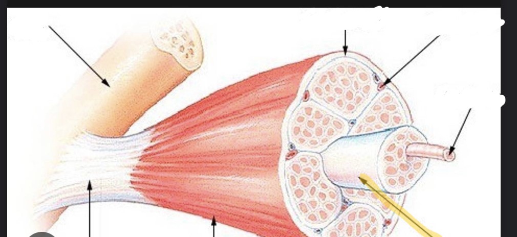 <p>identify the structure of skeletal muscle </p>