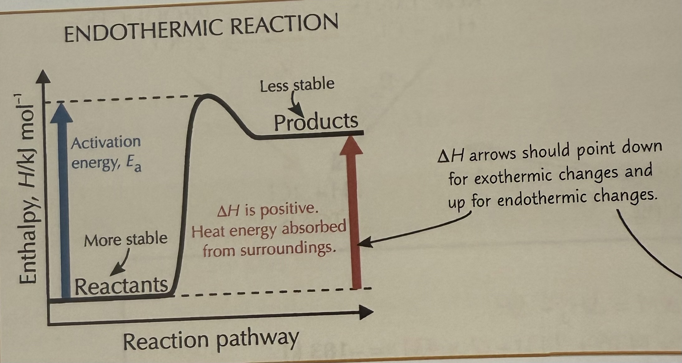 <p>A chemical reaction that absorbs energy from its surroundings</p>