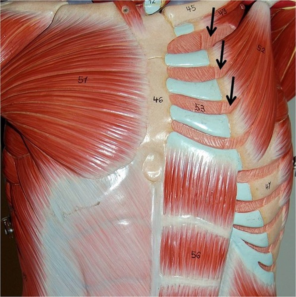 <p>I: superior border of rib below</p><p>O: inferior border of rib above</p><p>A: elevates ribs during inhalation</p>