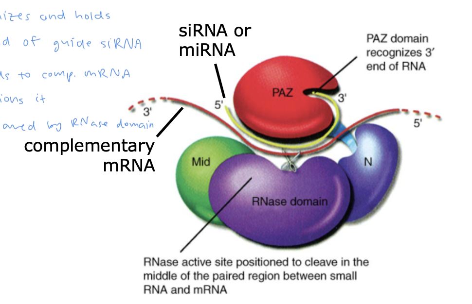<ul><li><p>a large complex containing multiple proteins, including RNase Argonaute</p><ul><li><p>Argonaute has a PAZ domain which:</p><ol><li><p>recognizes and holds onto the 3’ end of the guide siRNA</p></li><li><p>siRNA binds to complementary mRNA and positions it</p></li><li><p>mRNA is cleaved by Argonaute’s RNase domain</p></li></ol></li></ul></li></ul><p>(picture is of Argonaute)</p>