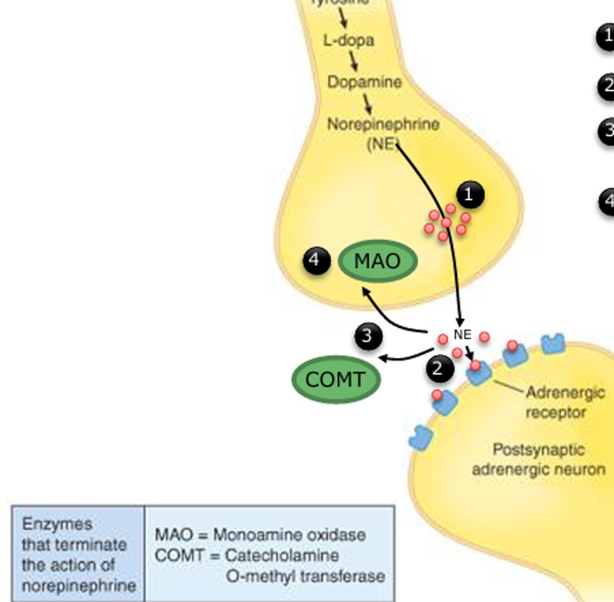 <p>1. NE is released </p><p>2. NE binds with its receptor </p><p>3. The action of NE is terminated by MAO and COMT </p><p>4. If MAO is inhibited, NE is not broken down as quickly; thus NE action is prolonged</p>