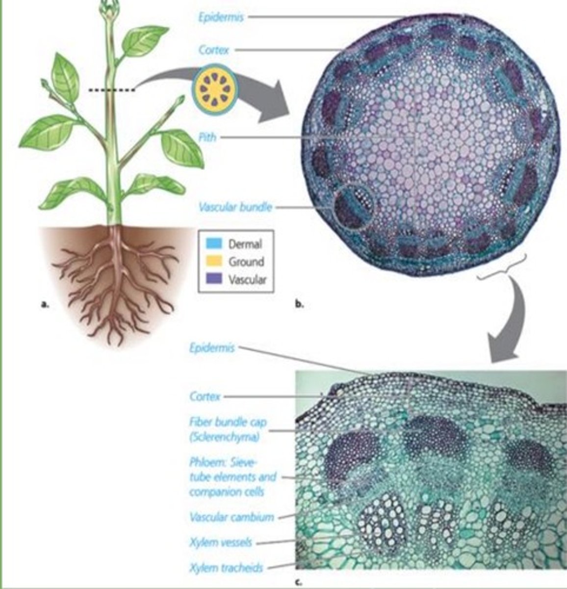 <p>- dermal tissue</p><p>- vascular tissue</p><p>- ground tissue</p>