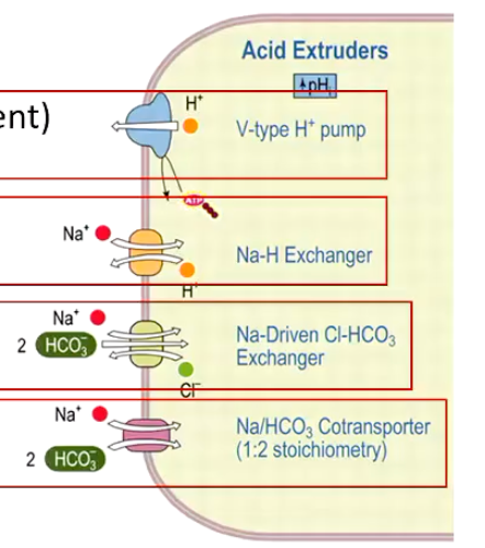 <p><strong>Net effect:</strong> DECREASING intracellular pH and INCREASING pHi</p><p></p><p><strong>Mechanisms:</strong></p><ul><li><p>V-type H+ pump ā actively pumps out H+ (ATP dependent)</p></li><li><p>Na-H exchanger ā removes H+ in exchange for Na</p></li><li><p>Na-driven Cl-HCO<sub>3 </sub>exchanger ā IMPORTS bicarbonate </p></li><li><p>Na/HCO<sub>3 </sub>Cotransporter ā promotes HCO<sub>3 </sub>influx </p></li></ul><p></p>