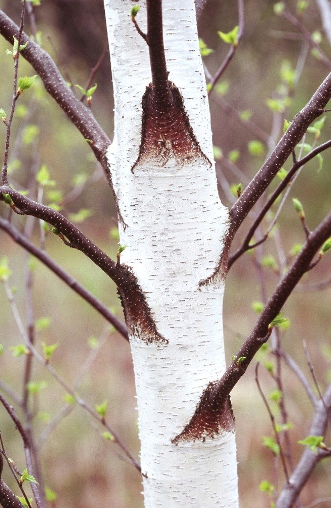 <p>Name this tree (scientific + common name)</p>