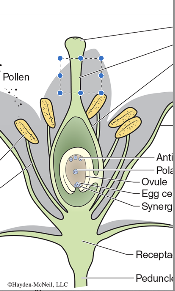 <p>What is this flower structure called?</p>