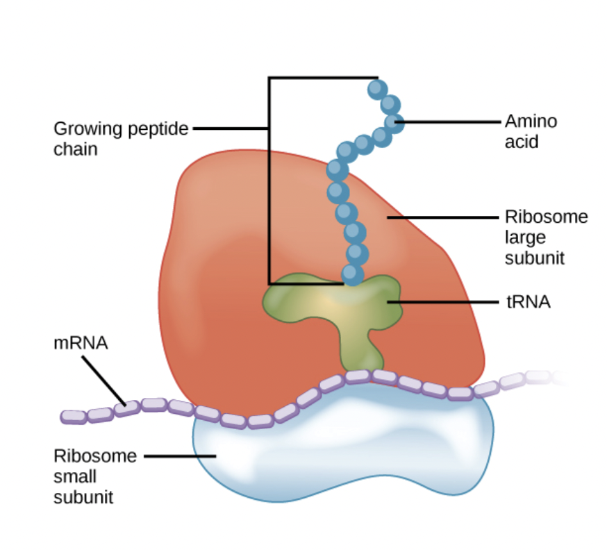 <p><span style="background-color: transparent; font-family: &quot;Proxima Nova&quot;, sans-serif;"><strong>Translation</strong> for <strong>protein synthesis</strong>. This is where proteins are assembled from amino acid monomers.&nbsp;</span></p>