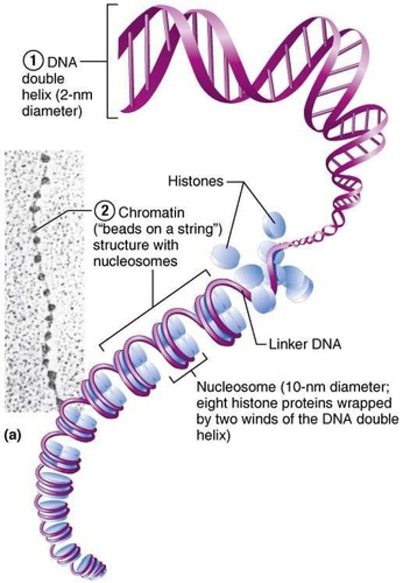 <p>It coils and condenses to form chromosomes.</p>