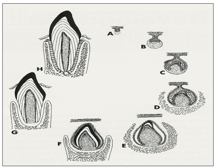 <p>Label the stages of tooth development. </p>