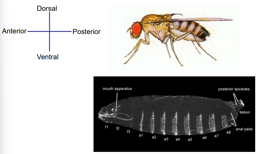 <ul><li><p>Insects, like vertebrates, are bilaterally symmetrical. </p></li><li><p>They have two distinct and largely independent primary body axes: the Anterior-Posterior (A-P) axis, running from head to tail, and the Dorsal-Ventral (D-V) axis, running from back to belly.</p></li></ul><p></p>