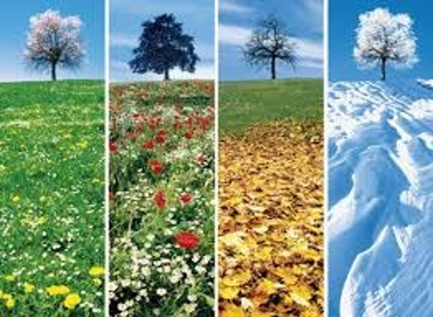 <p>season</p>
