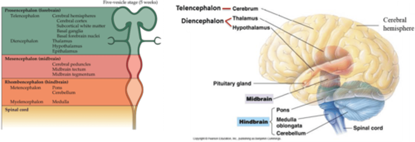 <p>1. prosencephalon (gives rise to the telencephalon and diencephalon)</p><p>2. mesencephalon (gives rise to the midbrain)</p><p>3. rhombencephalon (gives rise to the metencephalon and myelencephalon)</p>