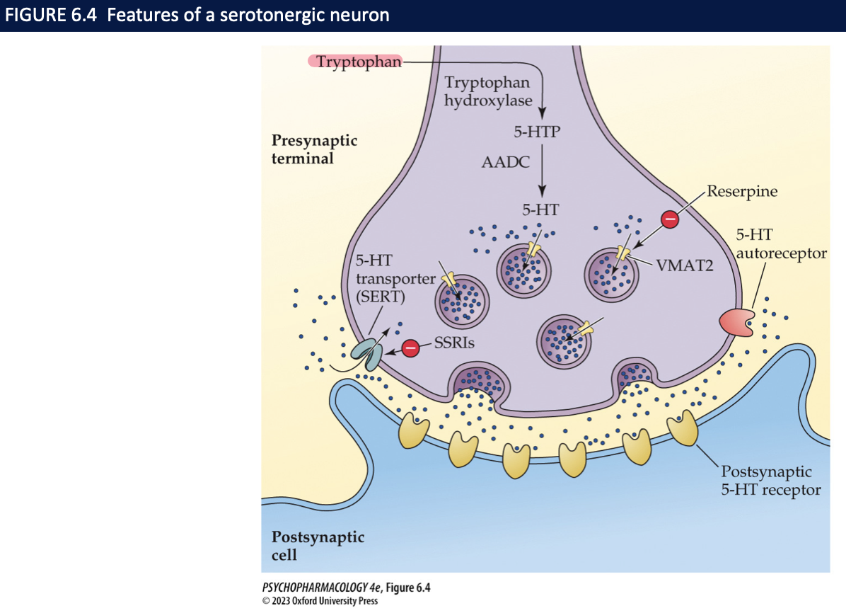 <ol><li><p>vesicular monoamine transporter 2 (VMAT2)</p></li><li><p>reserpine</p></li><li><p>not protected in vesicles&nbsp;</p></li><li><p>terminal autoreceptors</p></li><li><p>somato-dendritic</p></li><li><p>slowing the rate of nerve firing</p></li></ol><p></p>