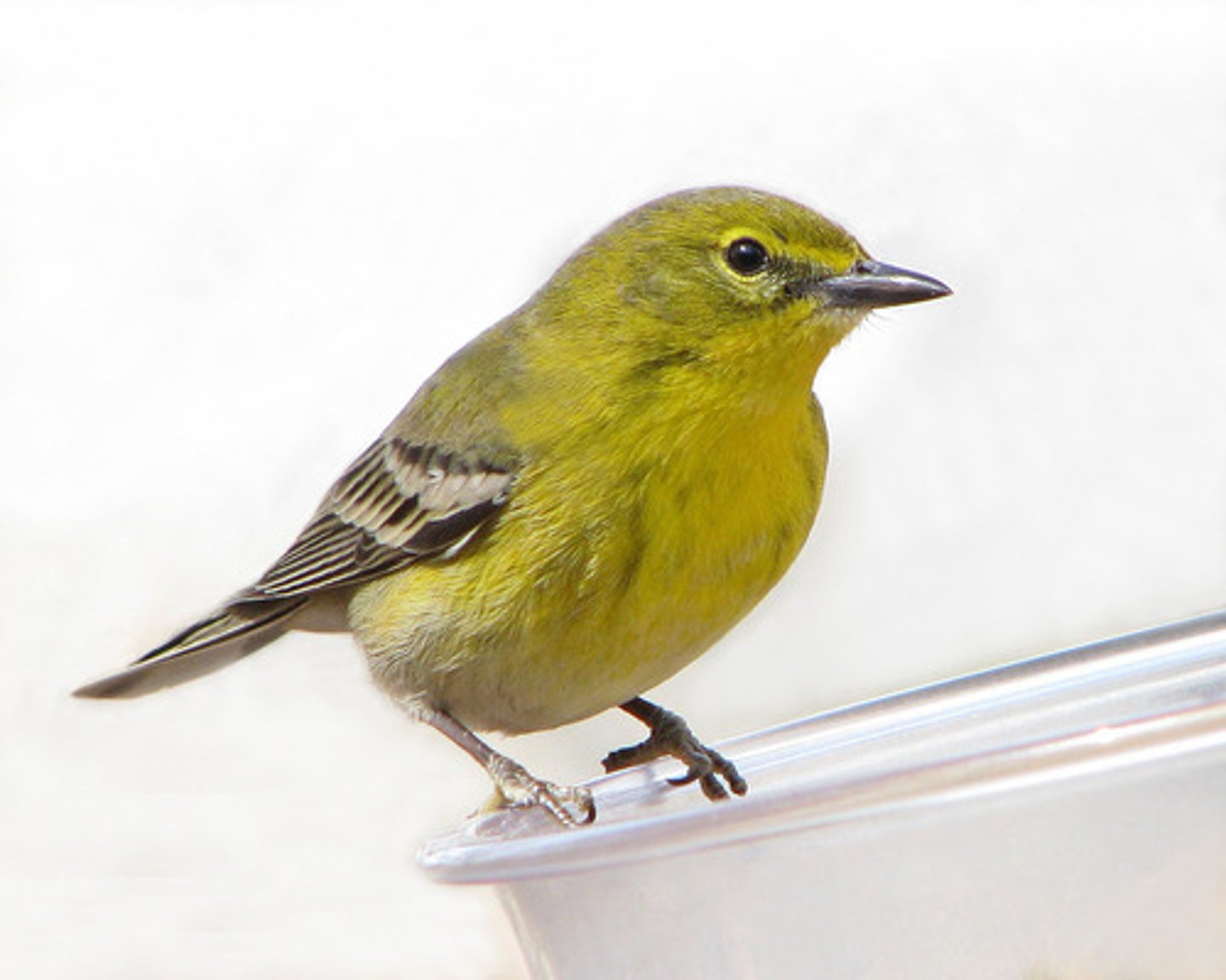<p>Passeriformes</p><p>Yellow spectacles, white belly and undertail, olive streaks on sides of breast</p>