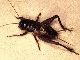 <p>Crickets- wings flat over body</p>
