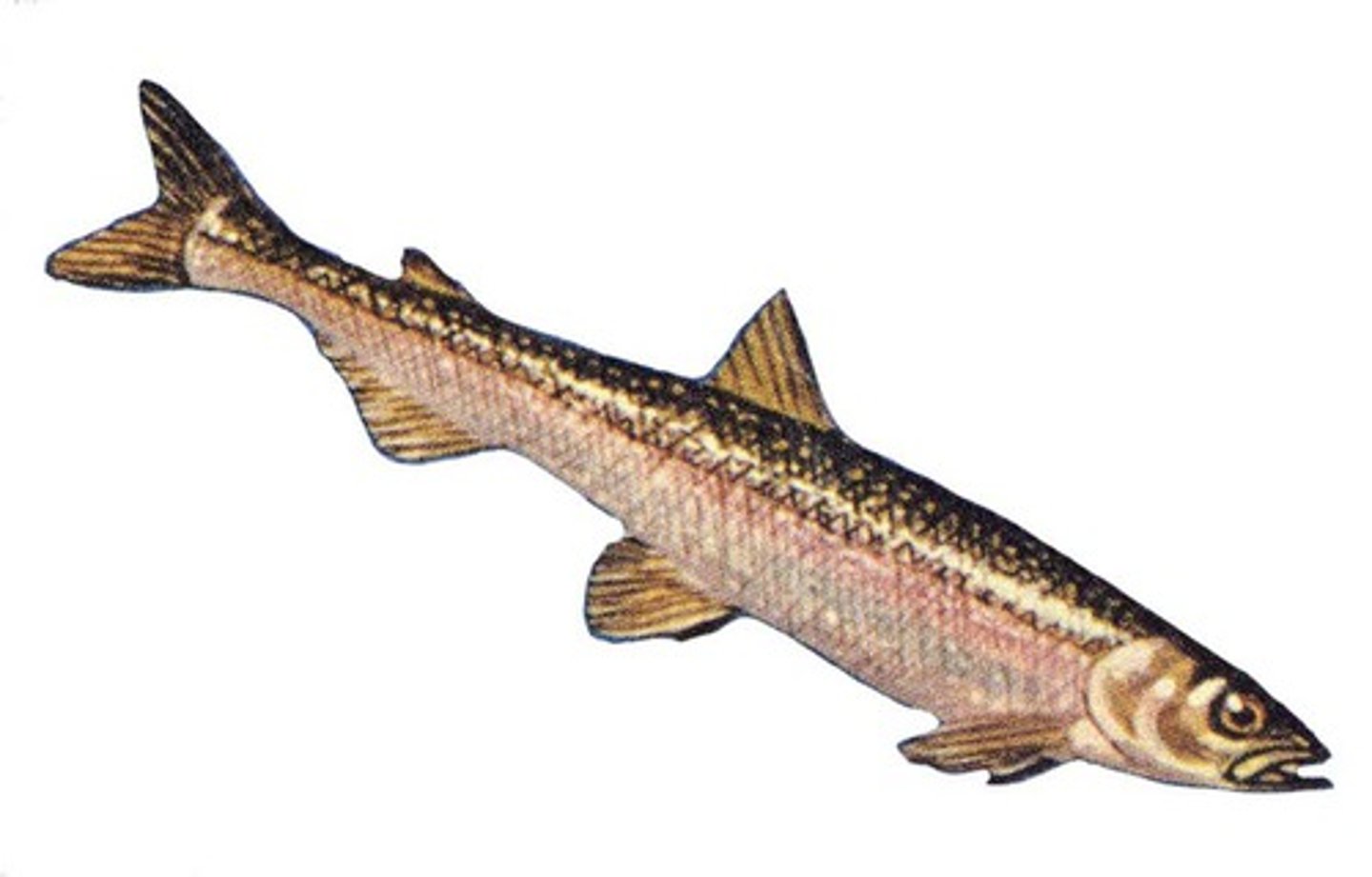 <p>long and slender fish, teeth on tongue, dorsal fin above pelvic fin</p>