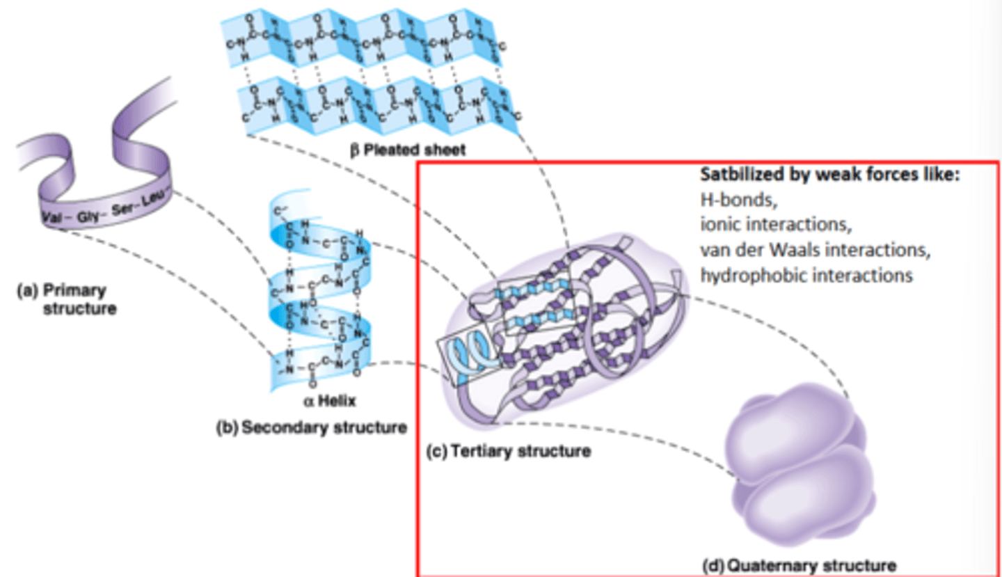 <p>When we talk about structure in this lecture we are talking about tertiary and quaternary structures</p>