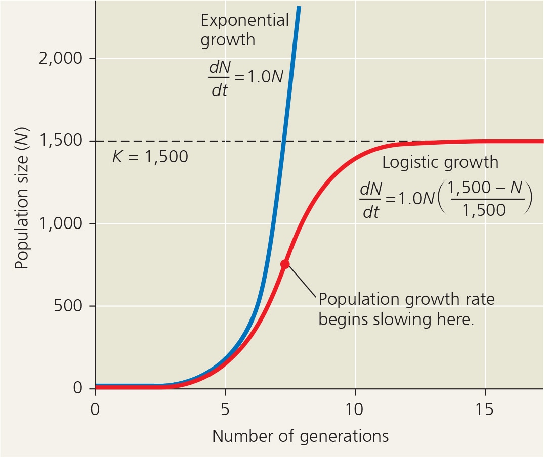 <p>The rate of population growth decreases as N approaches the K of the environment. New individuals are added to the population most rapidly at intermediate population sizes, when there is not only a breeding population of substantial size, but also lots of available space and other resources in the environment. </p>