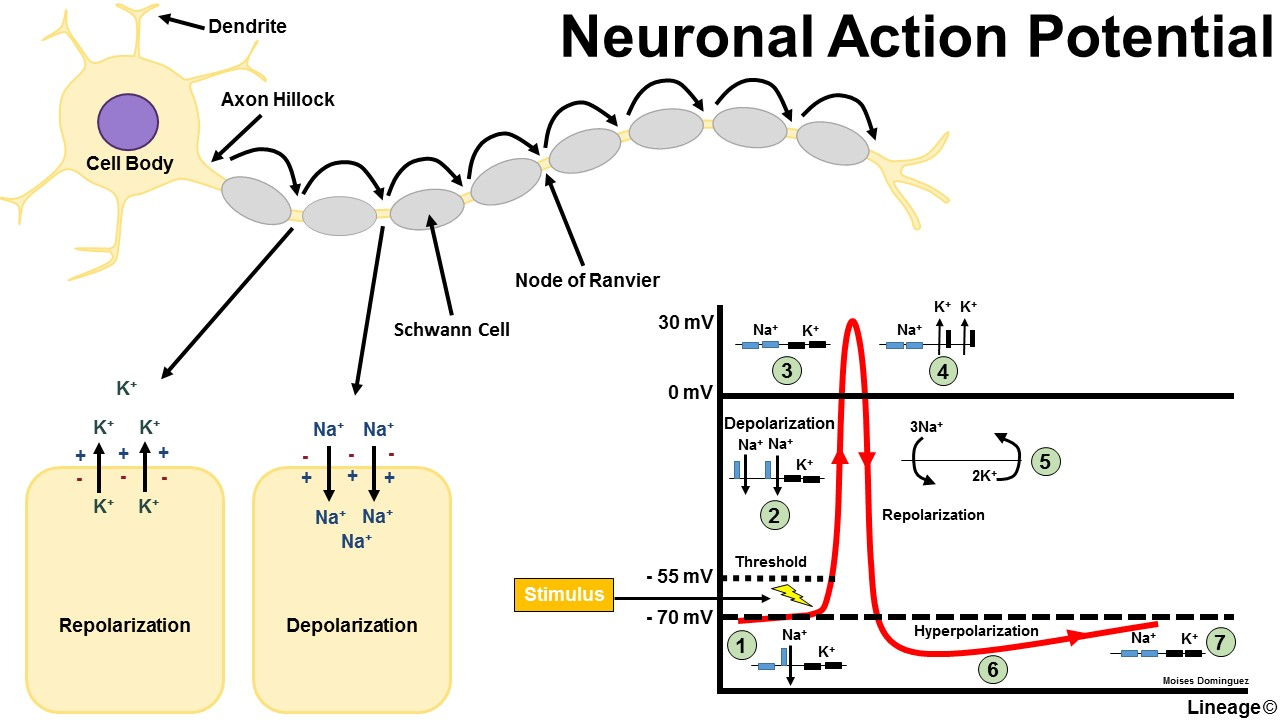 <p>Normal RMP → deplararization (15mV-20mV above RMP or threshold potential) → Threshold is met or exceeded → all-or-nothing → action potential </p><p>(Summation is the combination of several graded potentials)</p>