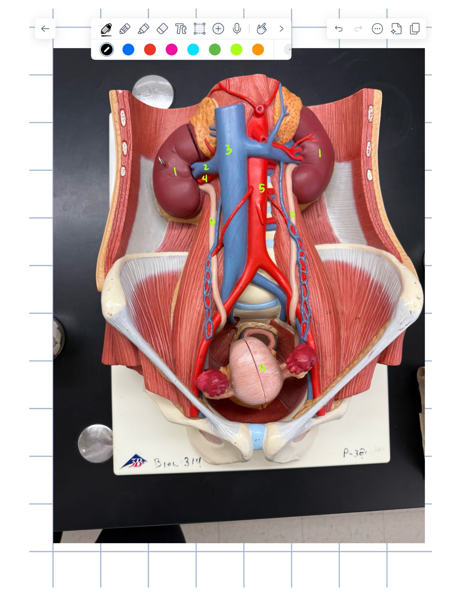 knowt flashcard image
