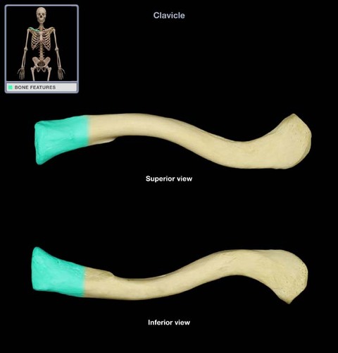 medial end of clavicle that articulates with the manubrium of the sternum