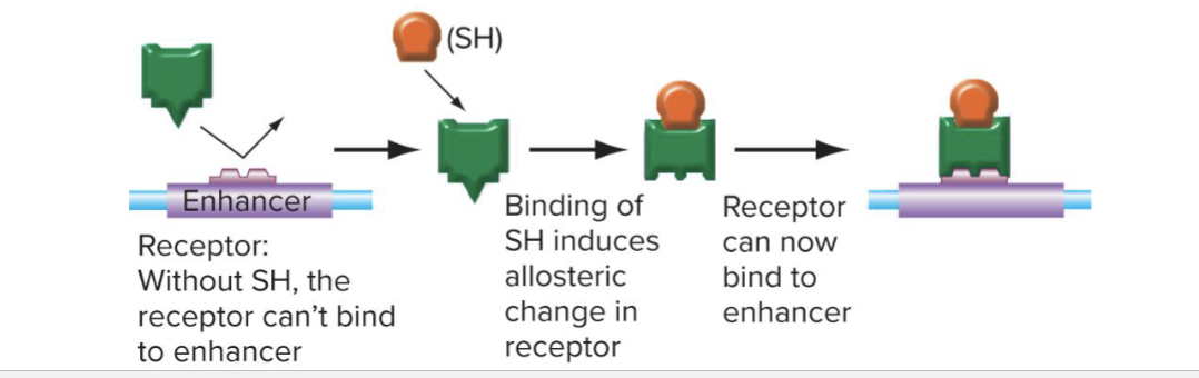<ul><li><p>The function of trans acting proteins changes by </p><ul><li><p>Allosteric interactions (ex: Ligand binding)</p></li><li><p>Modificaton of transcription factors (ex: phosphorylation)</p></li><li><p>Transcription factor cascades</p></li></ul></li></ul><p></p>