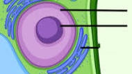 <ul><li><p>it controls all cell activities and stores DNA.</p></li><li><p class="has-focus">It acts as the “brain” of the cell, directing growth, metabolism, and reproduction </p></li></ul><p></p>