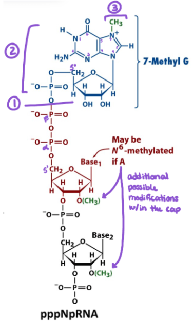 <p>Which step of RNA processing is this image associated with?</p>