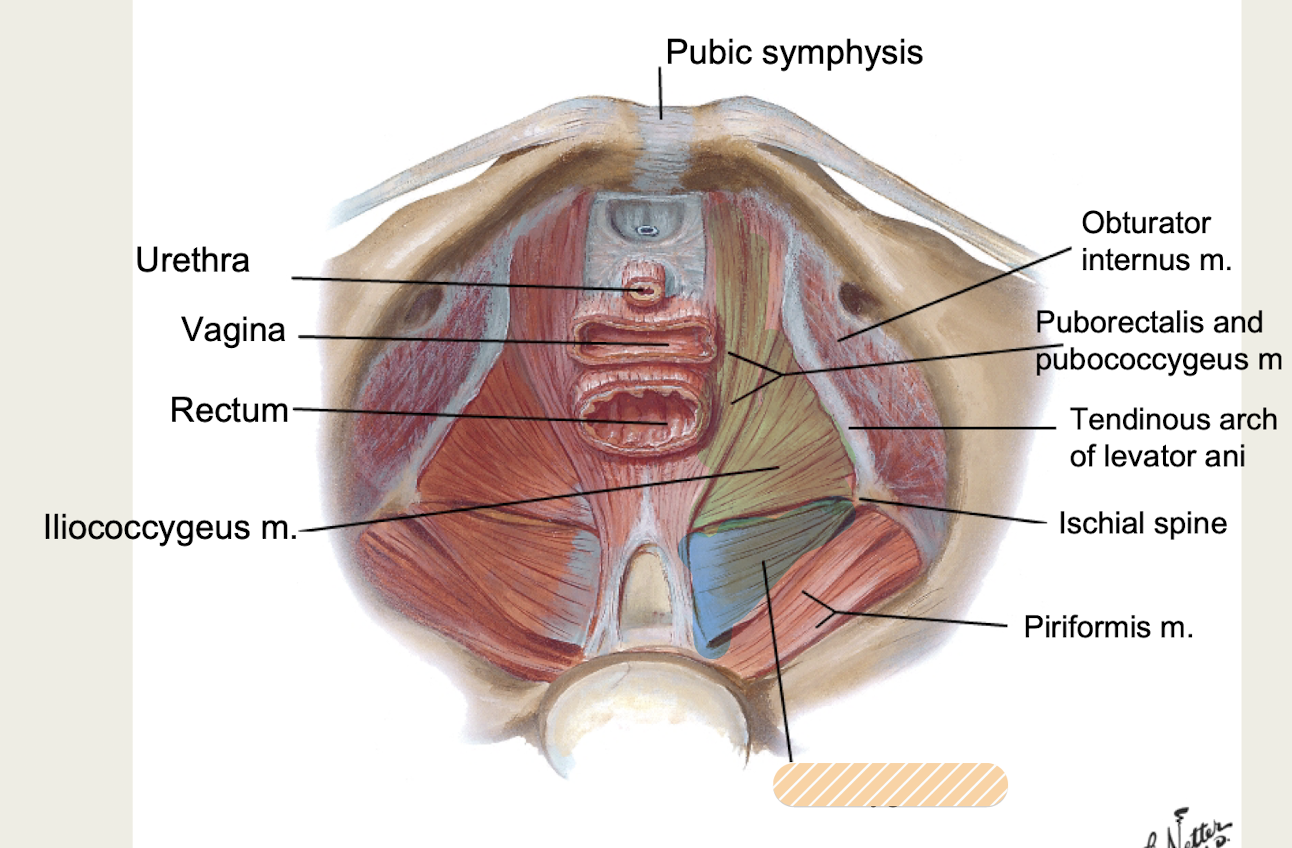 <p>innervated by <strong>ventral rami of S4-S5</strong></p><p><em>Muscle of Pelvic Diaphragm (floor)</em></p>