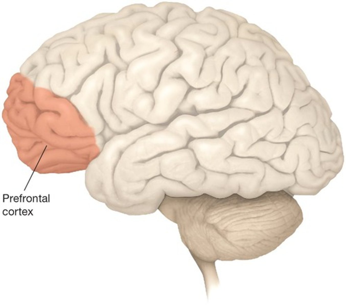 <p>It is crucial for the development of executive functions, which are important for self-regulation and school performance.</p>