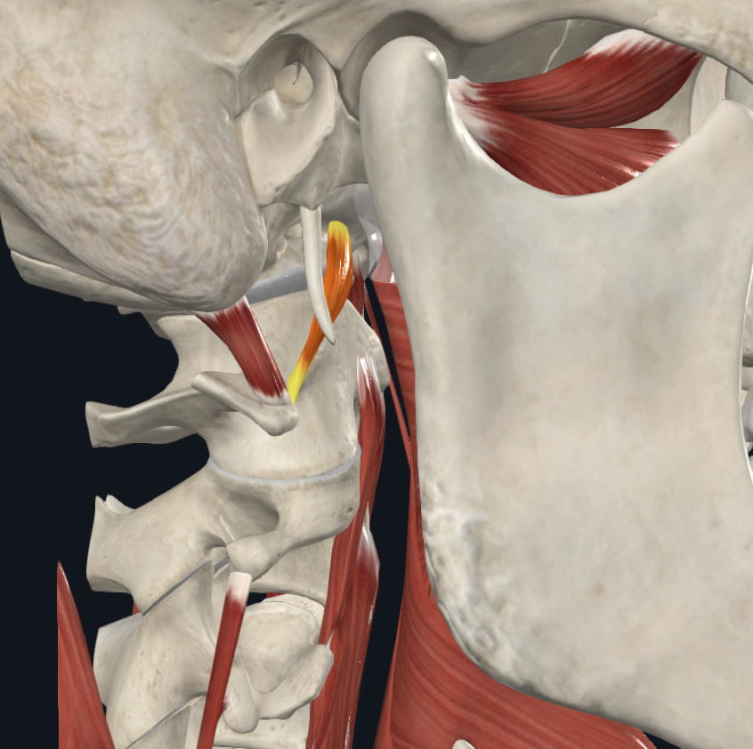 <p><strong>Nombre alterno: X (se consideraba continuación del largo de la cabeza)</strong></p><p><strong><mark data-color="yellow" style="background-color: yellow; color: inherit">Origen: </mark></strong><mark data-color="yellow" style="background-color: yellow; color: inherit">Cara anterior de la masa lateral del Atlas</mark></p><p><strong><mark data-color="blue" style="background-color: blue; color: inherit">Inserción: </mark></strong><mark data-color="blue" style="background-color: blue; color: inherit">Apófisis basilar delante del foramen magno</mark></p><p><strong><mark data-color="red" style="background-color: red; color: inherit">Acción: </mark></strong><mark data-color="red" style="background-color: red; color: inherit">Bota/flexiona la cabeza o rota la misma según la contracción individual o de ambos</mark></p><p><strong><mark data-color="purple" style="background-color: purple; color: inherit">Inervación: </mark></strong><mark data-color="purple" style="background-color: purple; color: inherit">Ramos de los nervios cervicales 1 y 2</mark><strong><br><mark data-color="green" style="background-color: green; color: inherit">Relaciones: X</mark></strong></p><p><strong>Notas:</strong></p><p>Región prevertebral, la región más profunda (segundo plano)</p><p>Agonista de hioides</p>