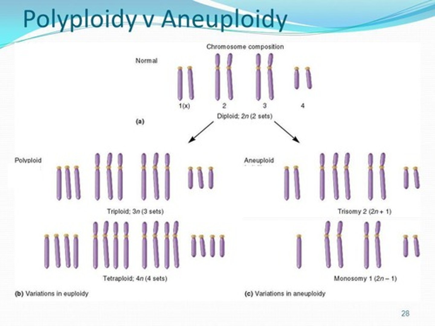 <p>Triploidy is a zygote that has three copies of each chromosome (69 total).</p>