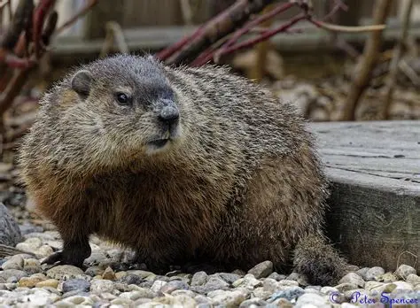 <p><em>Marmota monax</em></p>