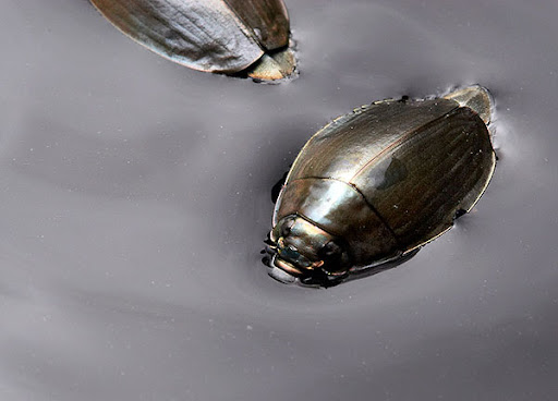 <p>Order Coleoptera: Family Gyrinidae: Whirligig Beetles</p>