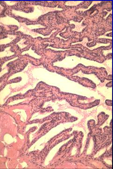 <p>Identify the structure:</p><p>Specie:</p>