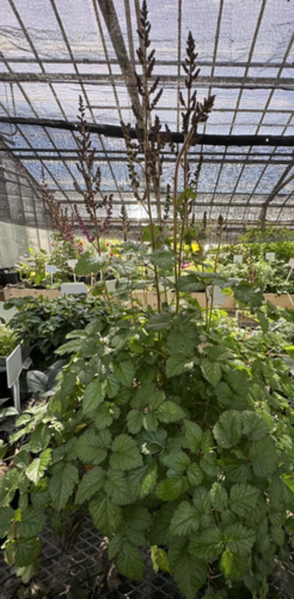 <p>What is the common name for this plant?</p>