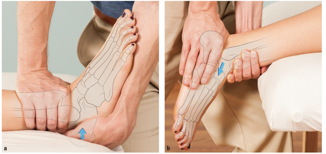 <p>Anterior Glide</p>