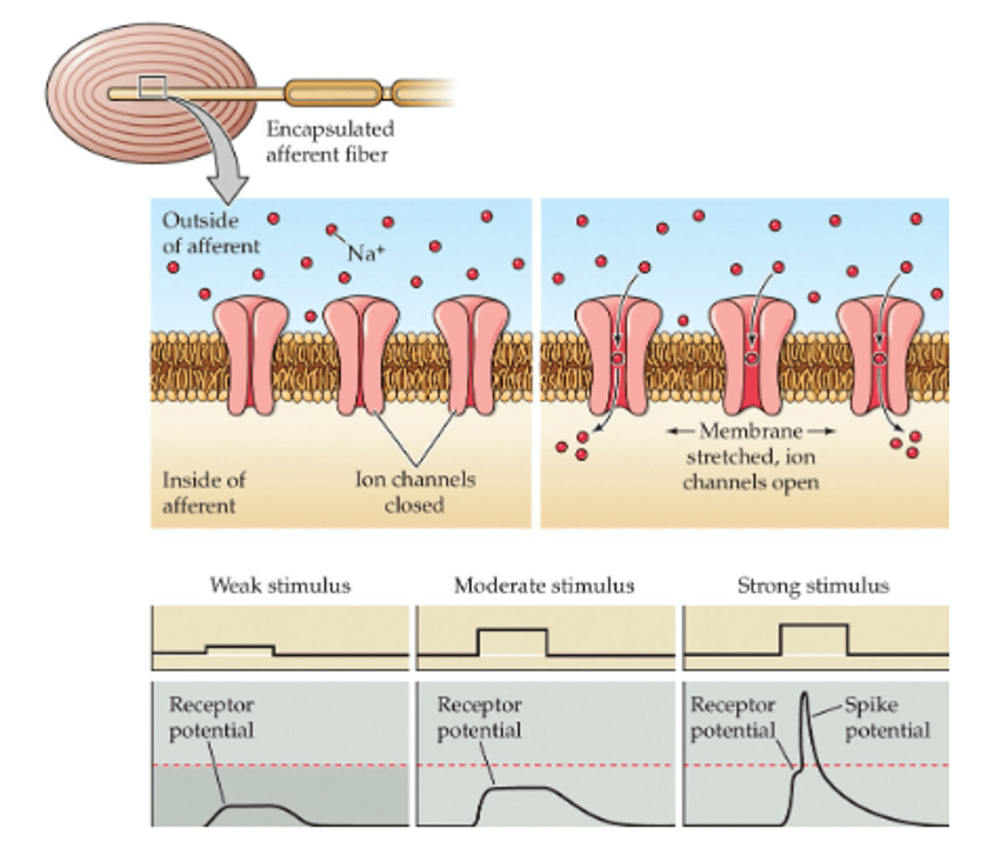 <p>Caused by physical pressure on mechanoreceptors which opens ion channels in order to cause depolarization. <br><br># is typically proportional to magnitude of the stretch/pressure</p>