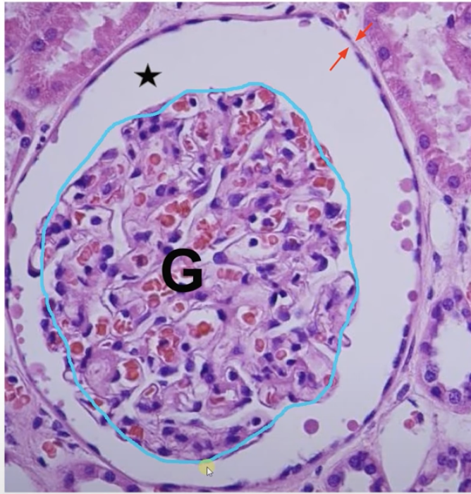 <p>Captures the filtered blood from the lumen(the star). Single layer of flat(squamous) cells(the red arrows)</p>