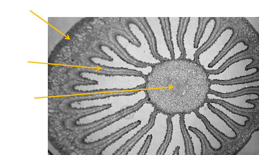 <p>Figure 7 (basidiomycota) </p>