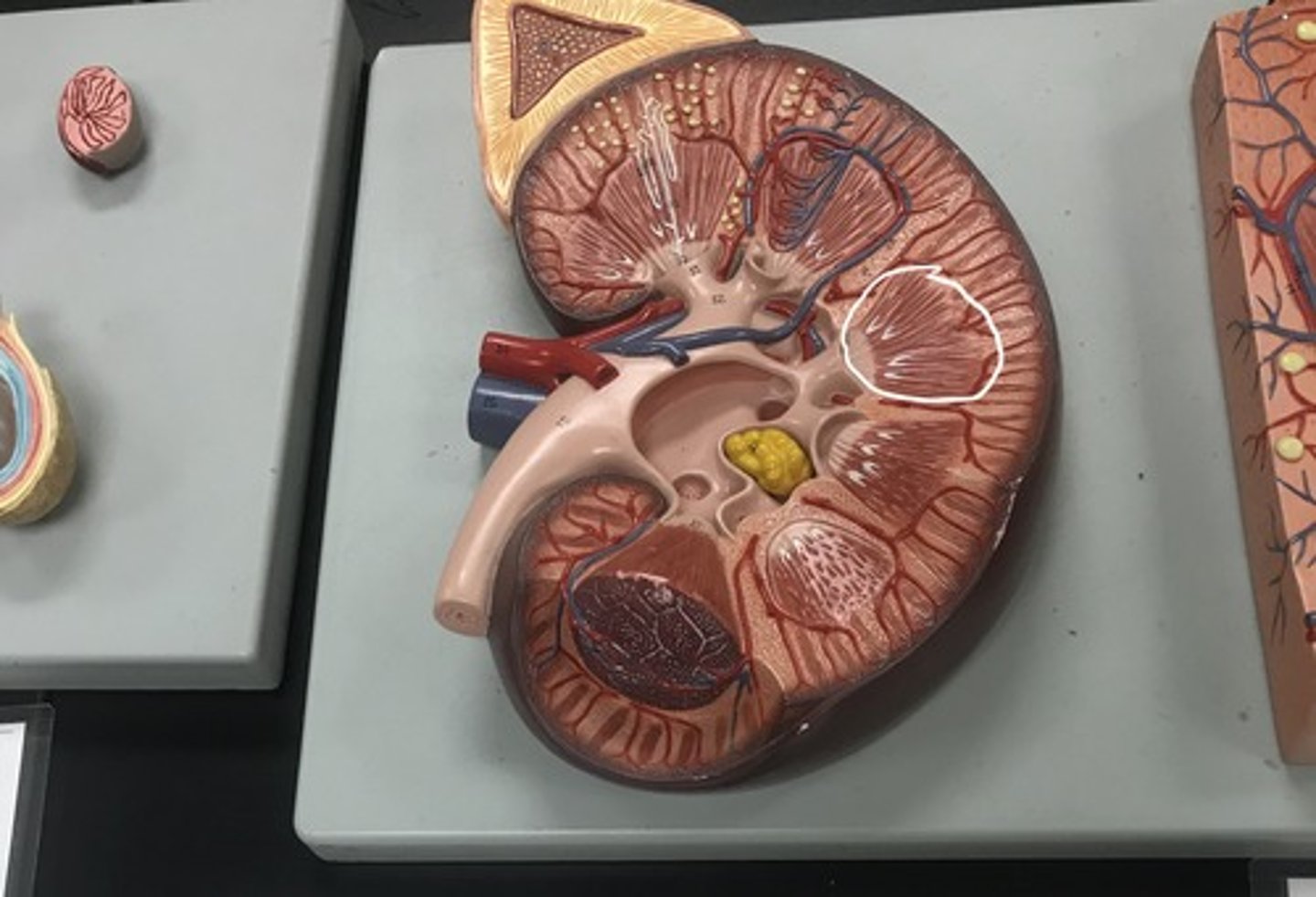 <p>Label the circled structure</p>