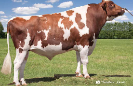 <p>What breed is this?</p>