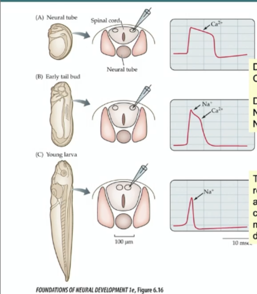 <ul><li><p>depolarization driven by Ca+ early on (slow recovery)</p></li><li><p>depolarization switches to NA+  as voltge gated An+ channels are added (faster recovery)</p></li><li><p>in young larva quicker recovery response is driven by addition of voltage gated K+ channels </p></li></ul><p></p>