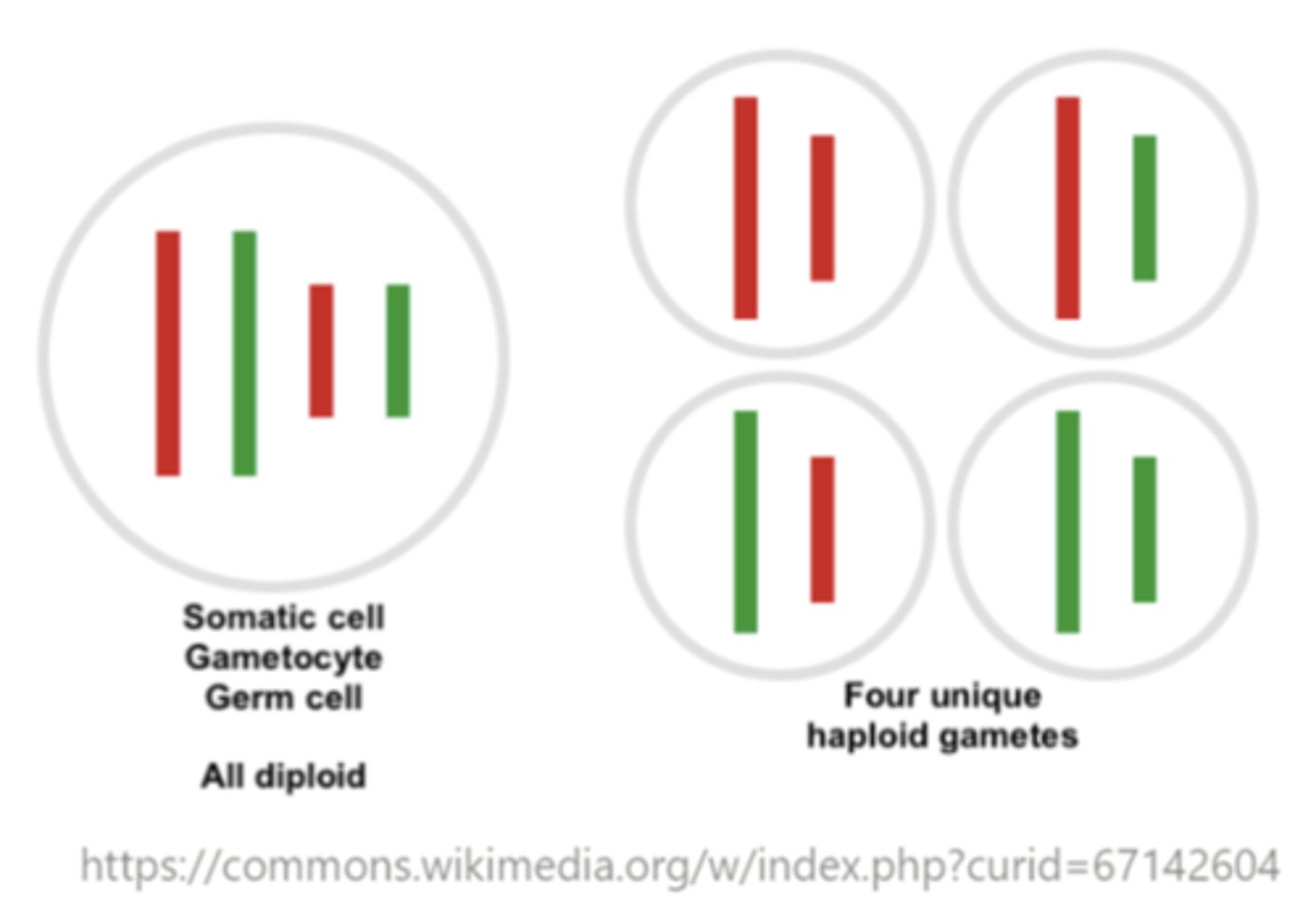 <p>haploid cells used during sexual reproduction. The fusion of two gametes of opposite sexes will conceive a zygote that is diploid</p>