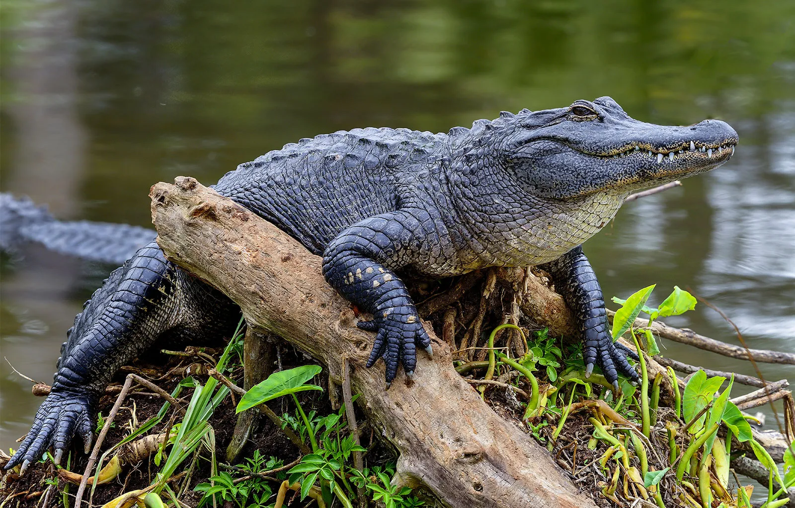 <p>What genus and species is this crocodilian</p>