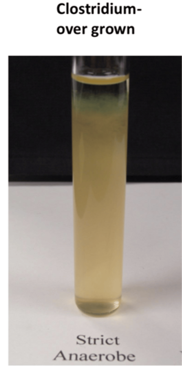 <p>- bottom of broth</p><p>- requires no oxygen, killed by oxygen</p><p>EX: clostridium</p>