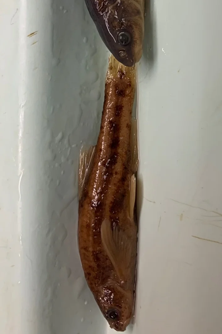 <p>What fish is this?</p>