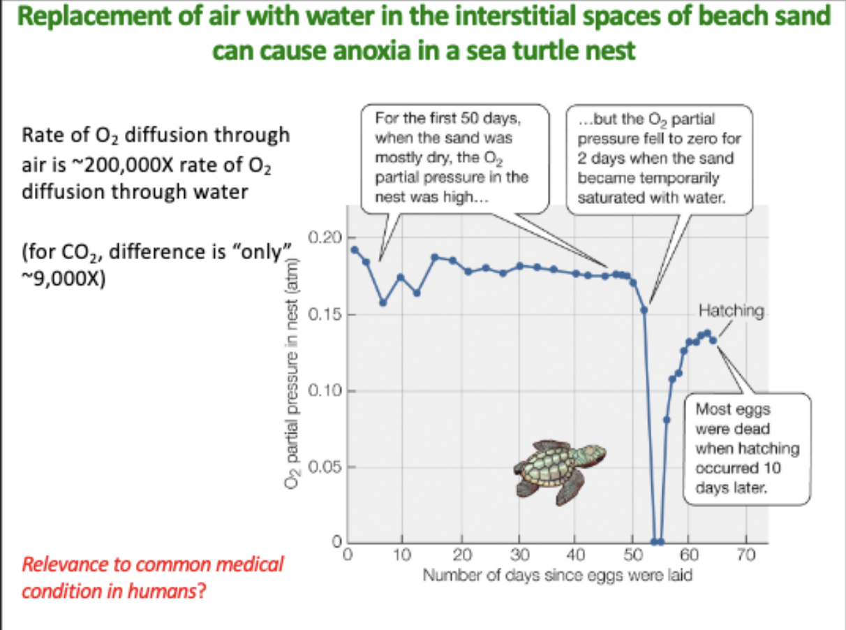 <p>what is the explanation for this graph, and what is the relevance to common medical condition in humans?</p>