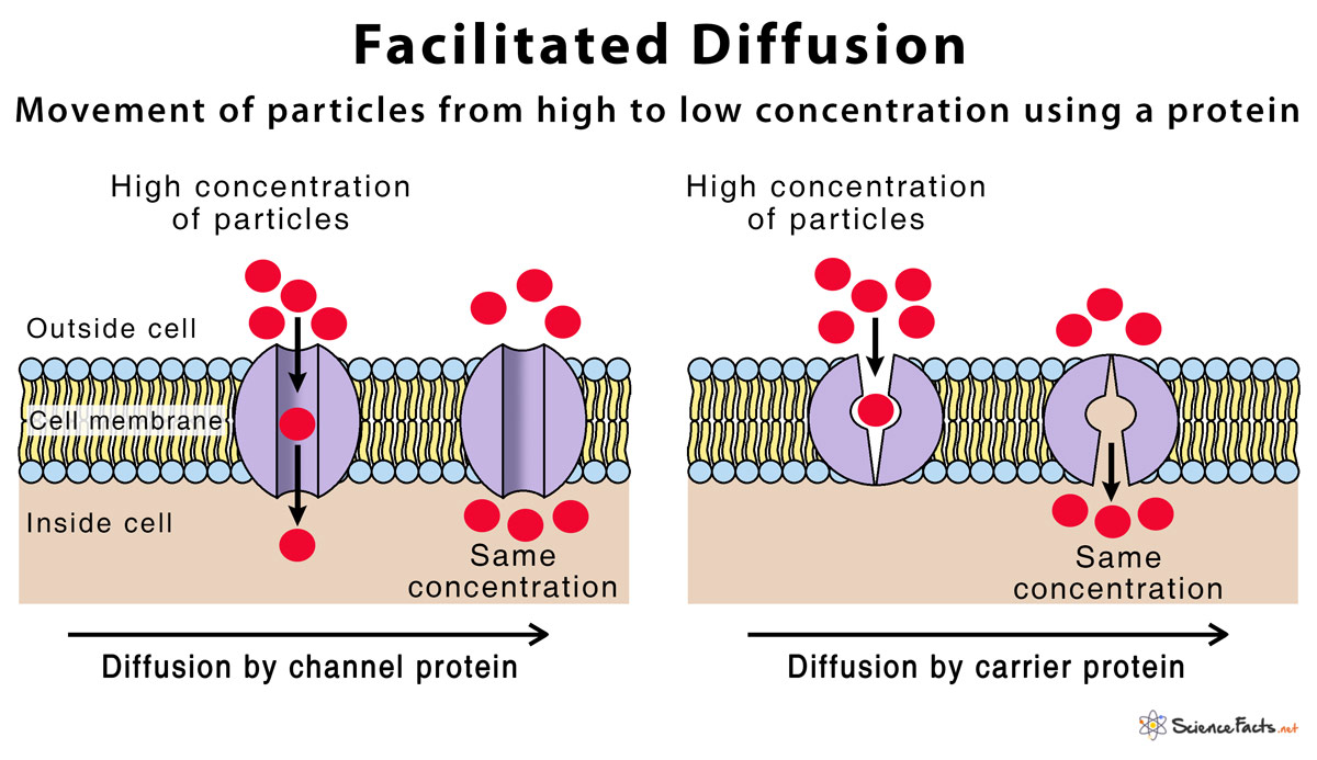 <p>the process of passive transport that uses a membrane protein.</p><p><em>ex.) the specialized membrane proteins called aquaporins that allow large quantities of water to move down their concentration gradient.</em></p>