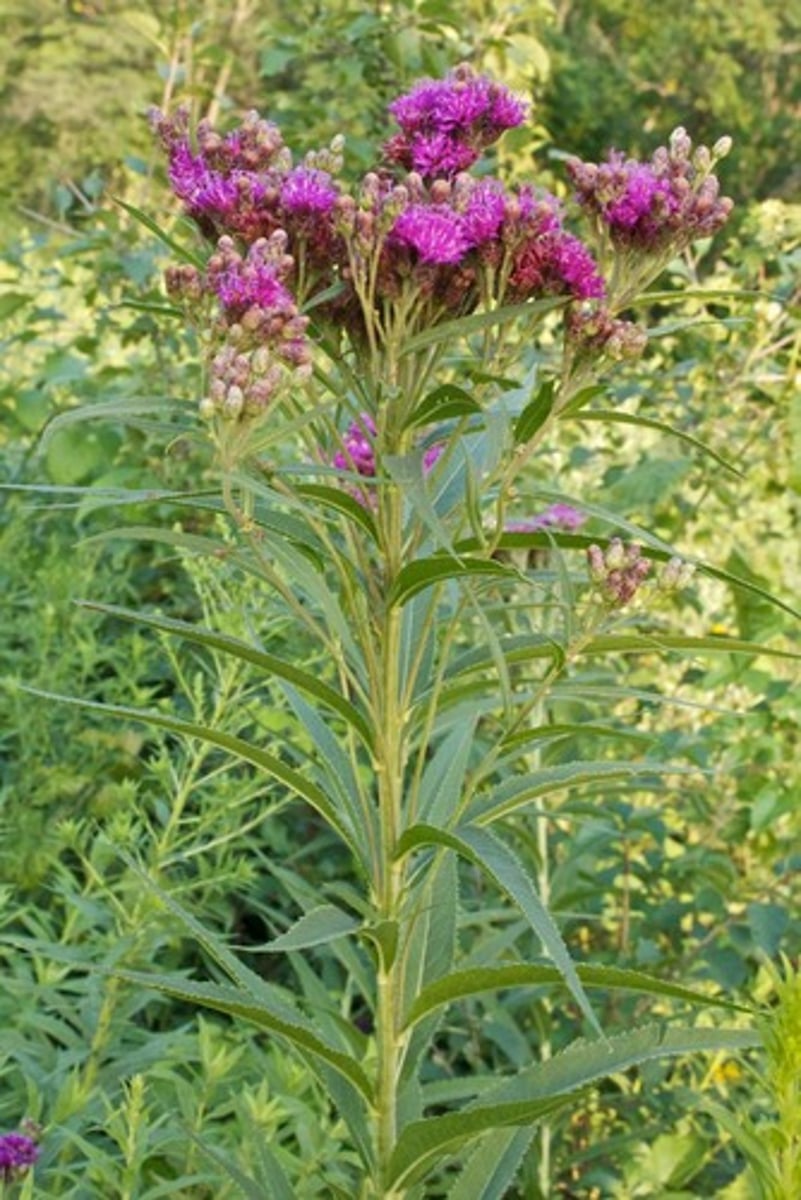 <p>Herbaceous perennial, alternate, lance-shaped, sharply pointed tip, toothed margins, hairy, grayish-green color leaves, dark purple small flowers</p>