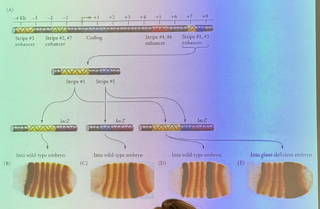 <p>in this diagram for the structure of eve in drosophila, the metallic blue sequence is the actual gene itself (coding seq). there are several enhancers upstream and downstream which are necessary for driving expression of the gene. we get rid of each one and see which stripes, if any, go away</p><p>it’s easy to say one enh is necessary for expression of stripe 3 (for example), but maybe it works collaboratively with the other enhancers at the other stripes. how can we tease that out?</p>
